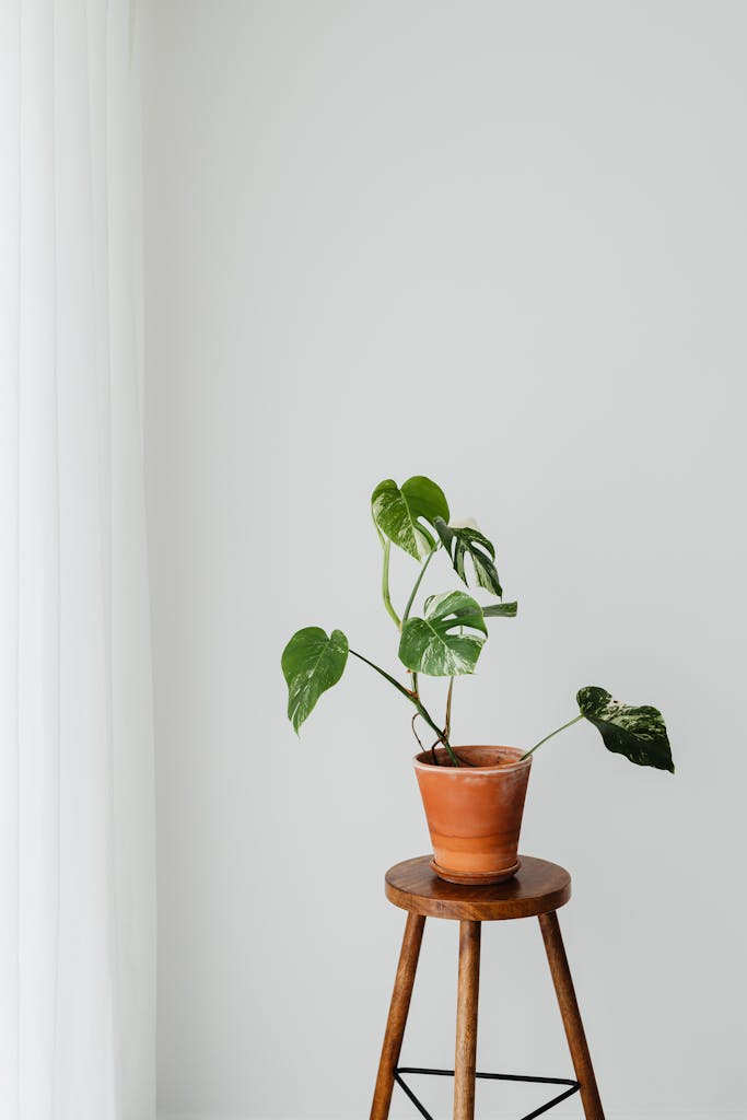 A minimalist interior featuring a Monstera plant on a wooden stool against a neutral background.