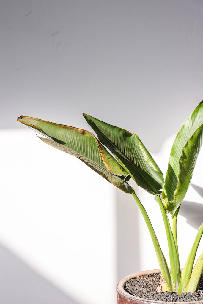 A vibrant houseplant with large green leaves in a pot against a minimalist white wall.