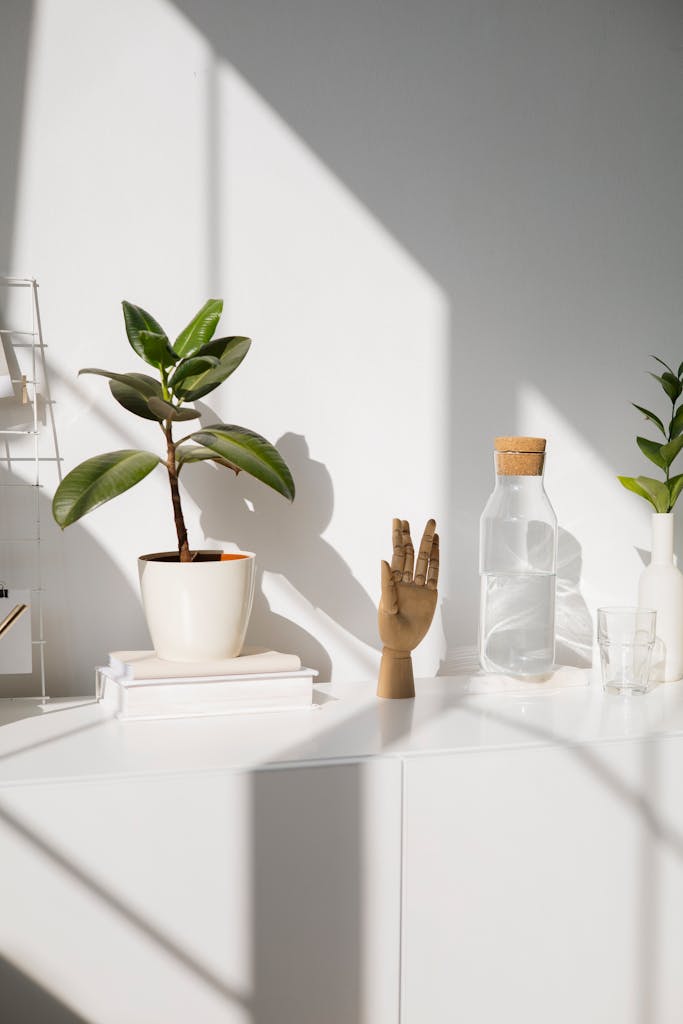 Bright minimalist indoor space featuring plants, books, and decorative items on a white shelf.