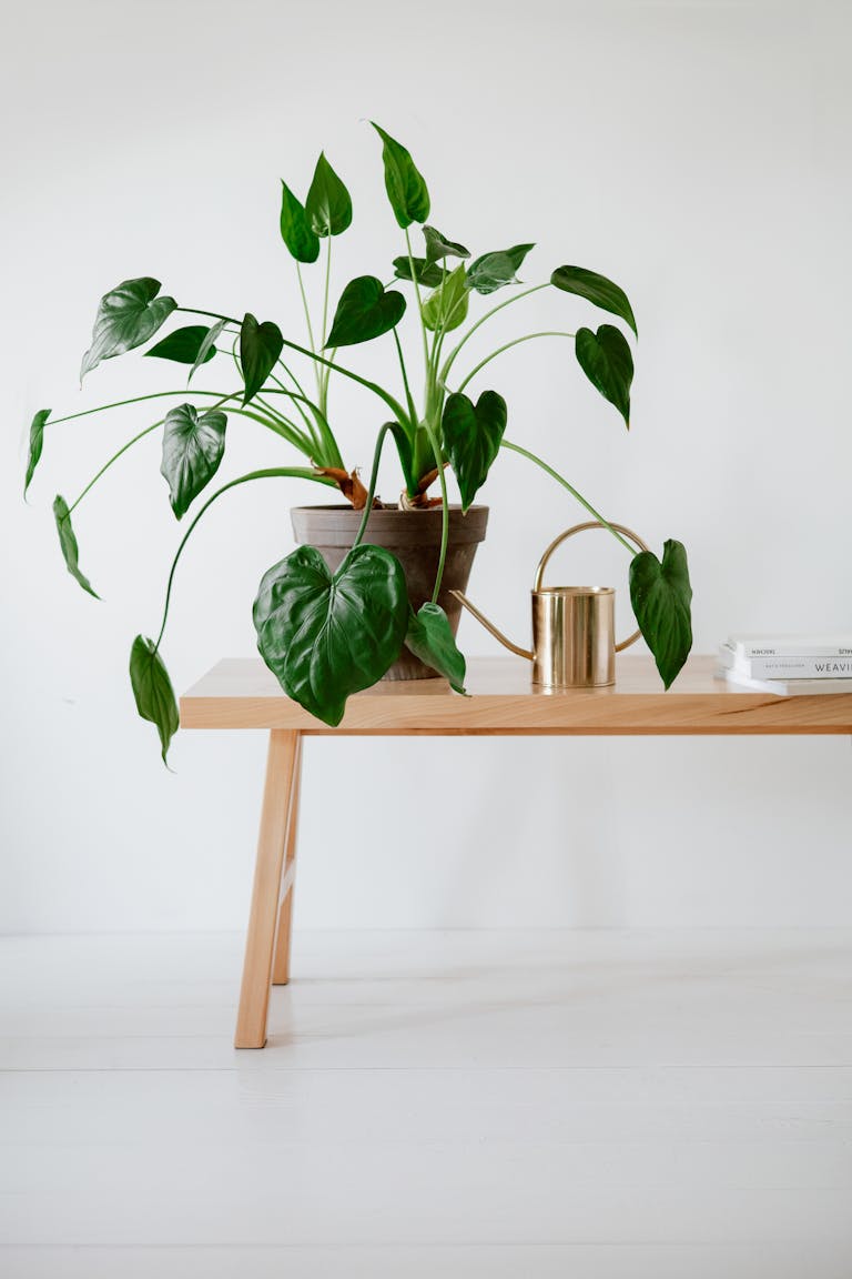 Minimalist setup with houseplant and watering can on a wooden table indoors.